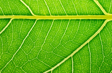 Green Leaf background and Green Leaf texture.