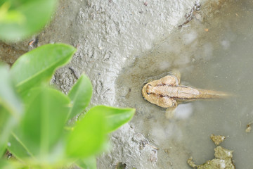Mudskipper fish in the mangrove forests.