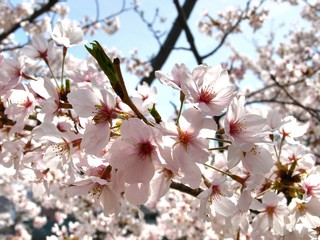 Fototapeta premium Cherry blossom in osaka , japan