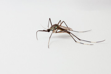 Close up of mosquito on white background