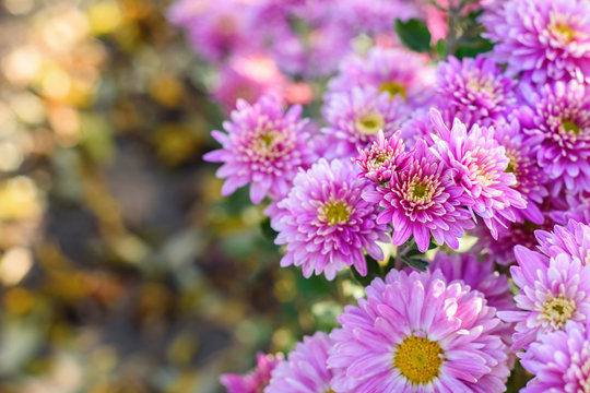 Pink chrysanthemum flowers in garden with copy space. Fall flowers background
