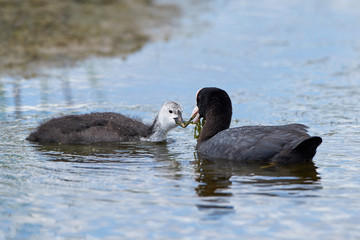 Eurasian coot (Fulica atra)