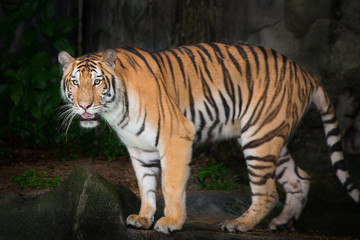 Plakat Tiger