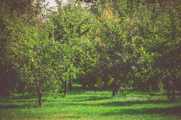 Autumn Park Landscape Retro