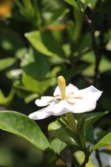 クチナシの白い花