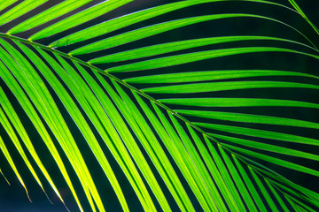 Leaves of palm tree