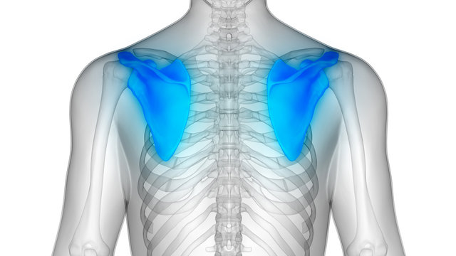Human Body Bone Joint Pains Anatomy (Scapula)