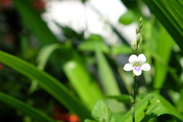 green leaves and flower