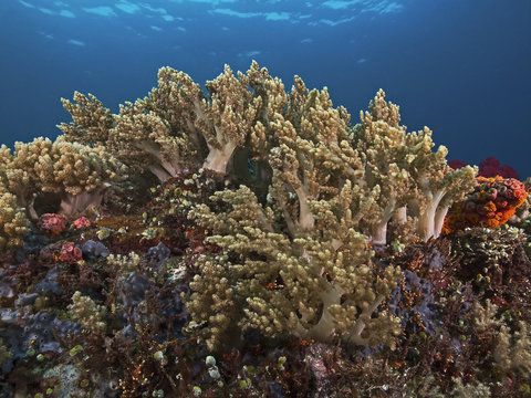 Finger leather coral colony, Fingerlederkorallen Kolonie