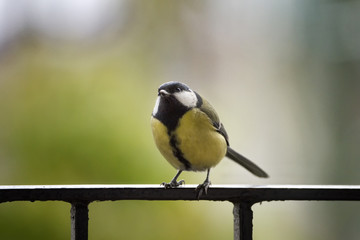 Tit with seed on a bench in autumn