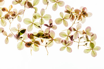 dry hydrangea flowers