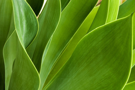 Fototapeta  Green Patterns and Textures of  Leaves of Succulent Plant