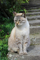 石段にたたずむベージュのトラ猫