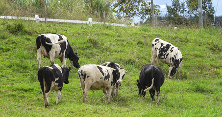 Cows grazing on a green field in Kundasang, Sabah, Malaysia