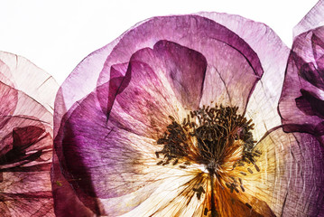 Obraz premium suche kwiaty maku