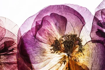 Photo sur Plexiglas Coquelicots fleurs de pavot séchées