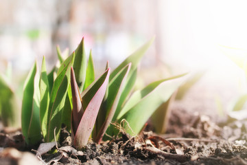 sunlight on sprout tulips