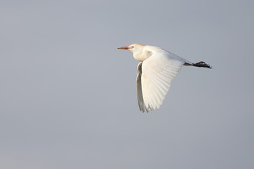 Fototapeta na wymiar Cattle Egret (Bulbulcus ibis) adult in flight, Morocco.