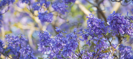 Colourful jacaranda tree in bloom in Brisbane, Queensland.