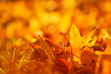 Beautiful golden autumn leaves on the ground