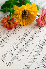  Flowers zinnia on playing notes on music sheet background