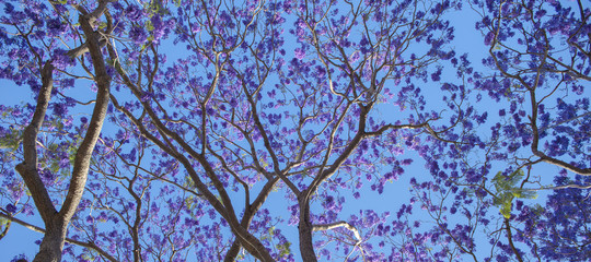 Colourful jacaranda tree in bloom in Brisbane, Queensland.