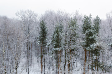 Winter forest in snowfall