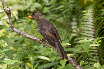 Endemic Seychelles Bulbul, Silhouette Island