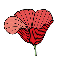 Flower of red poppy