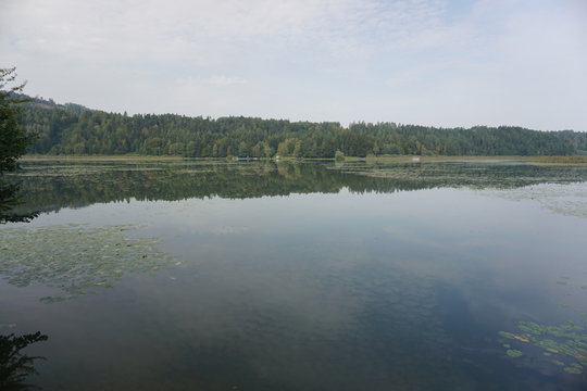 Gösselsdorfer See, See, Badesee, Eberndorf, Sittersdorf, verlandet, Landschaftsschutzgebiet, Völkermarkt