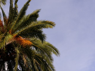 Fototapeta na wymiar Palm tree bearing fruits with violet sky