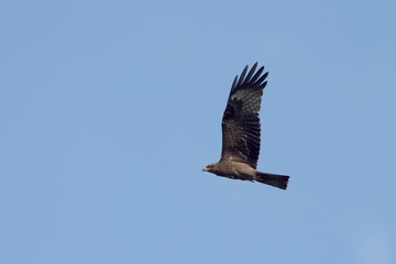 Black Kite (Milvus migrans) in flight, Andalucia, Spain.