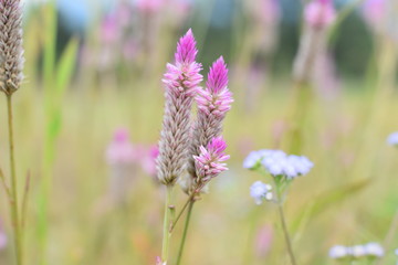 Fototapeta premium Beautiful pink celosia flamingo feather flowers from India, in a sunny morning. Celosia is small genus of edible and ornamental plants of amaranth family. Also called cockscomb and celosia argentea.