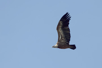 Griffon Vulture (Gyps fulvus) in flight, Andalucia, Spain.