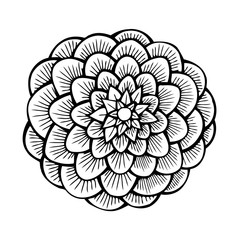 beautiful monochrome dahlia isolated