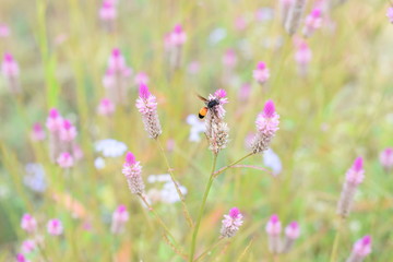 Beautiful meadow with wild flowers
