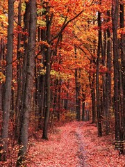 Autumn in Poland