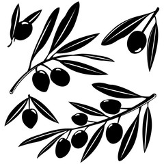 Olive tree branches with olive fruits. Vector illustration