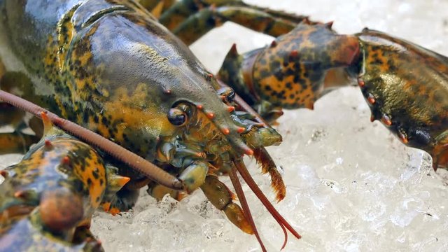 fresh, living lobster on ice