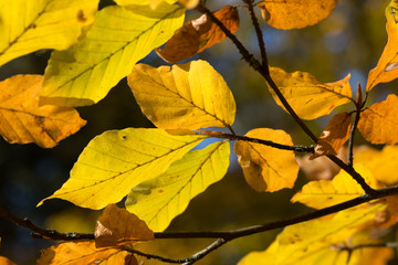 Fototapeta premium Colorful autumn beech leaves