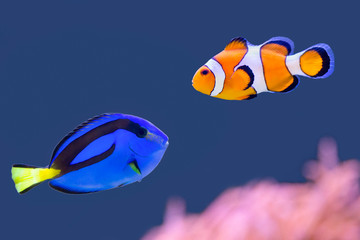 Palette surgeonfish and clown fish swimming together - obrazy, fototapety, plakaty