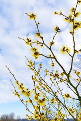 Blooming hazel shrub with yellow flowers in winter