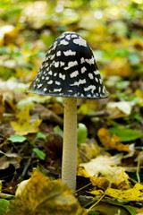 mushroom