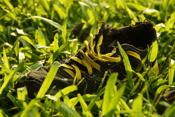 Shoe on grass