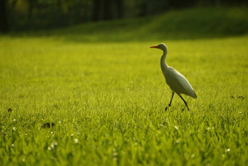 Bird on grass
