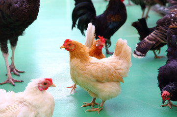 ニワトリ　ベージュの雌鳥