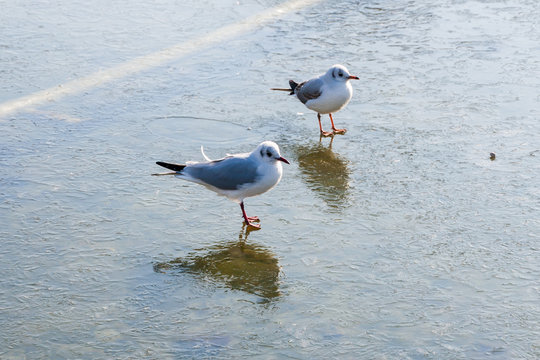 Birds Standing on Ice