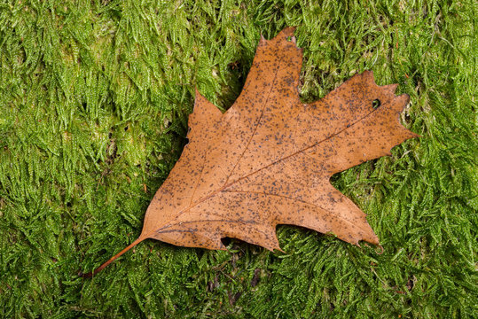 Colorful autumn oak leaf on moss