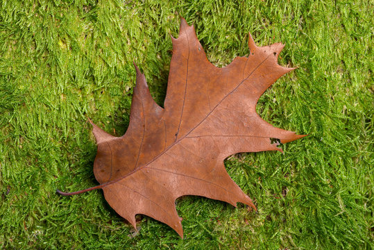 Colorful autumn oak leaf on moss
