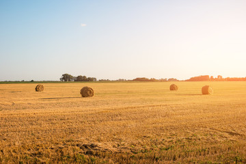 Yellow mown field. Clear sky at daytime. Feel the absolute freedom. Beauty of homeland.